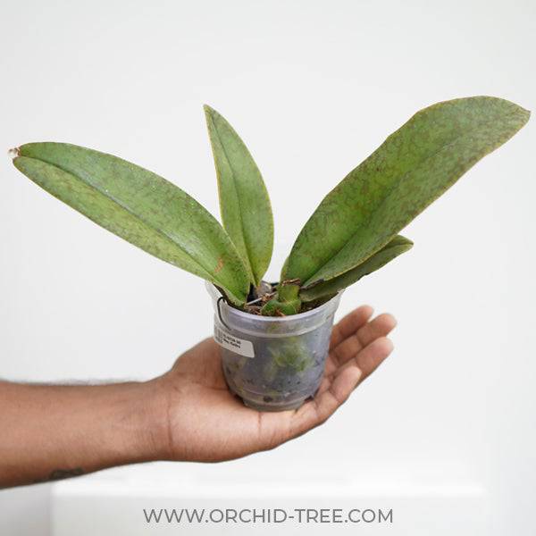 Psychopsis Kalihii - Without Flowers | BS - Buy Orchids Plants Online by Orchid-Tree.com