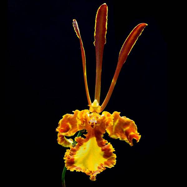 Psychopsis Kalihii - Without Flowers | BS - Buy Orchids Plants Online by Orchid-Tree.com