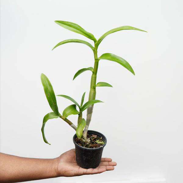 Dendrobium Pink Pearl - Without Flowers | BS - Buy Orchids Plants Online by Orchid-Tree.com
