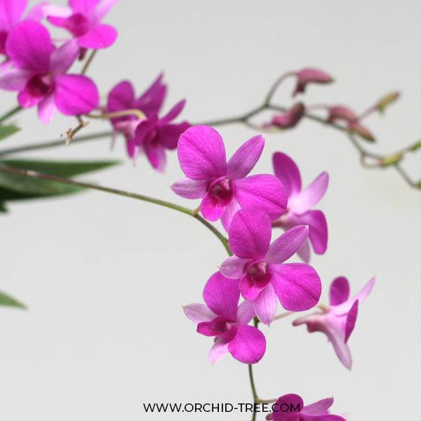 Dendrobium Miniature Pink - Without Flowers | BS - Buy Orchids Plants Online by Orchid-Tree.com