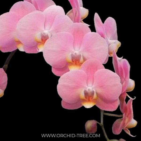 Phalaenopsis Baby Face - With Flowers | FF - Buy Orchids Plants Online by Orchid-Tree.com