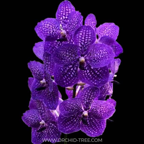Vanda Somsri Glory Blue - Without flowers | BS - Buy Orchids Plants Online by Orchid-Tree.com