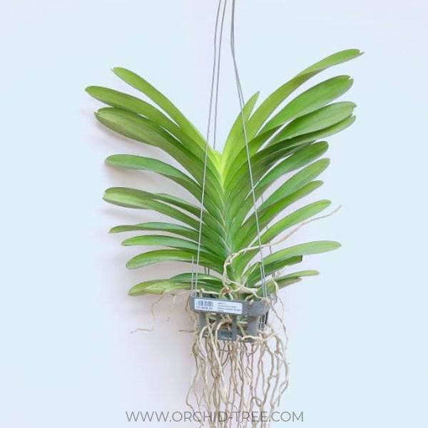 Vanda Blue Classic x Kasem's Delight Black - Without Flowers | BS - Buy Orchids Plants Online by Orchid-Tree.com
