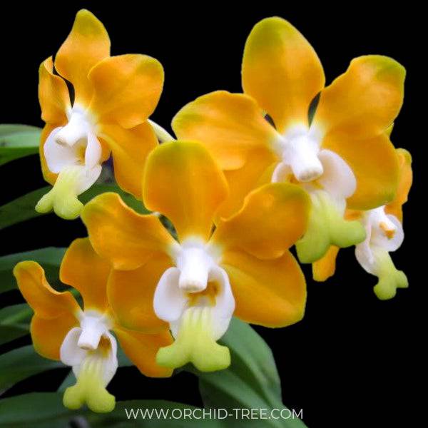 Vanda denisoniana sp. - Without Flowers | BS - Buy Orchids Plants Online by Orchid-Tree.com