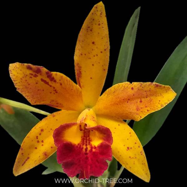 Cattleya Rustic Spots #2 - With Bud | FF - Buy Orchids Plants Online by Orchid-Tree.com