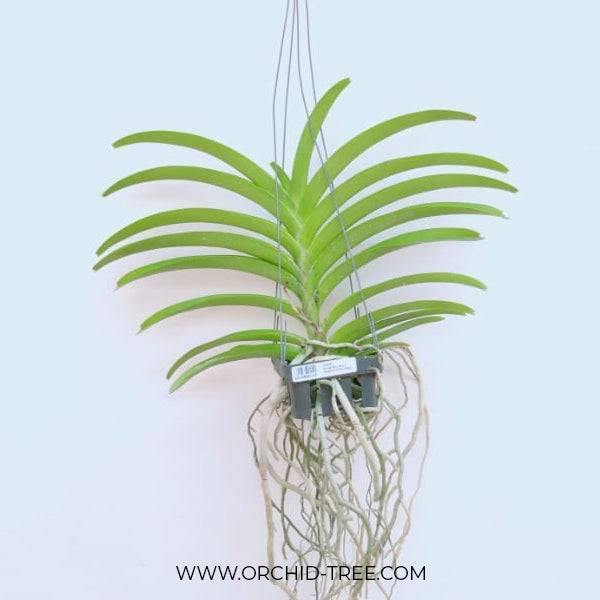 Vanda Blue Boy x Golamco's Blue Magic - Without Flowers | BS - Buy Orchids Plants Online by Orchid-Tree.com