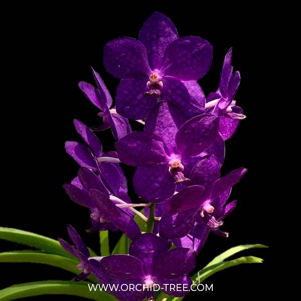 Vanda Blue Boy x Golamco's Blue Magic - Without Flowers | BS - Buy Orchids Plants Online by Orchid-Tree.com