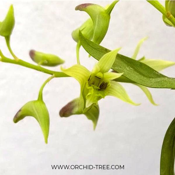 Dendrobium denudans sp. - Without Flowers | BS - Buy Orchids Plants Online by Orchid-Tree.com