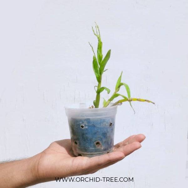 Dendrobium denudans sp. - Without Flowers | BS - Buy Orchids Plants Online by Orchid-Tree.com