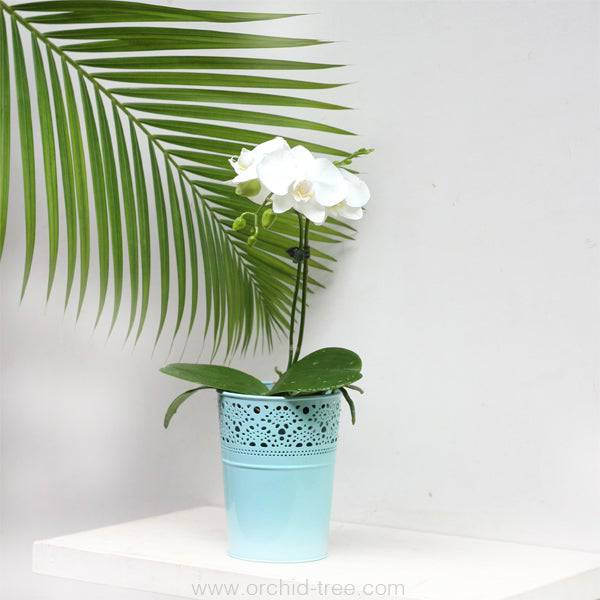 Lace Planter Blue - Buy Orchids Plants Online by Orchid-Tree.com