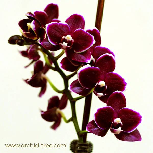Phalaenopsis Red Peoker - Without Flowers | BS - Buy Orchids Plants Online by Orchid-Tree.com