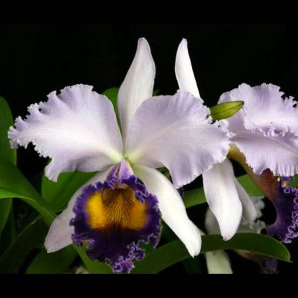Cattleya (Rlc.) Dinard 'Blue Heaven' - Without Flowers | BS - Buy Orchids Plants Online by Orchid-Tree.com