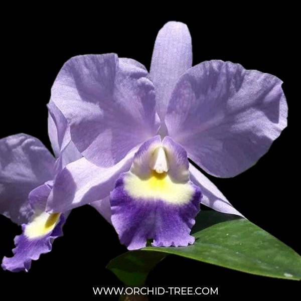 Cattleya (Rlc.) Blue Grotto x Blue Boy - Without Flowers | BS - Buy Orchids Plants Online by Orchid-Tree.com