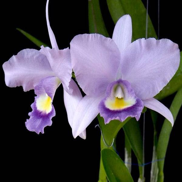 Cattleya (Rlc.) Blue Grotto x Blue Boy - Without Flowers | BS - Buy Orchids Plants Online by Orchid-Tree.com