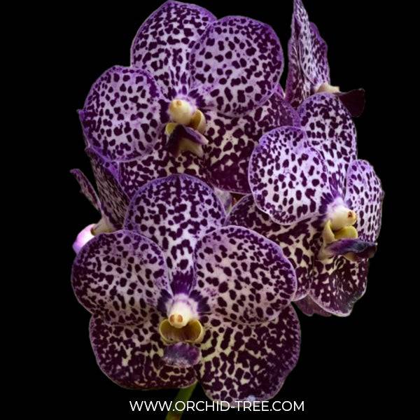 Vanda Dr. Anek x Kulwadee Fragrance - Without Flowers | MS - Buy Orchids Plants Online by Orchid-Tree.com