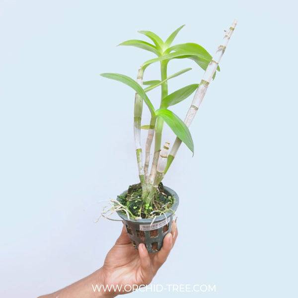 Dendrobium Merlot - Without Flowers | BS - Buy Orchids Plants Online by Orchid-Tree.com