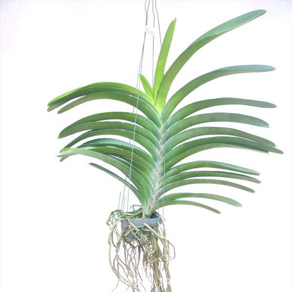 Vanda Chindavat x Trevor Rathbone - Without Flowers | BS - Buy Orchids Plants Online by Orchid-Tree.com