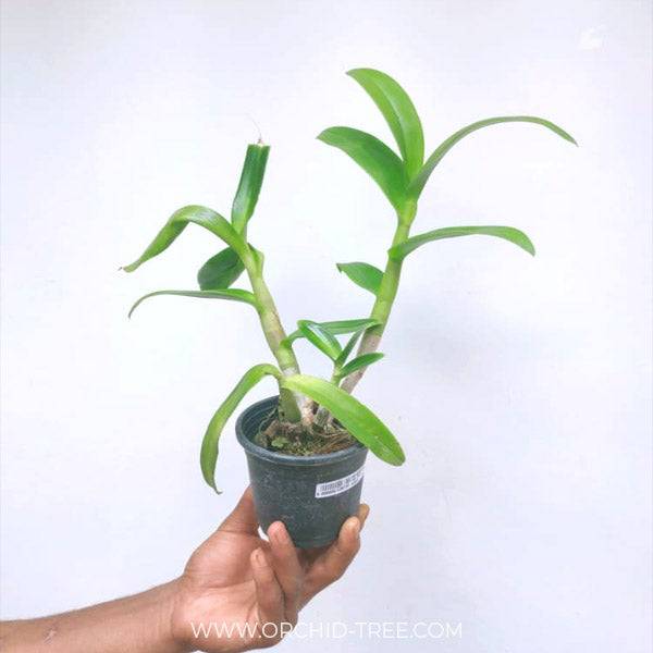 Dendrobium Mini Splash - Without Flowers | BS - Buy Orchids Plants Online by Orchid-Tree.com