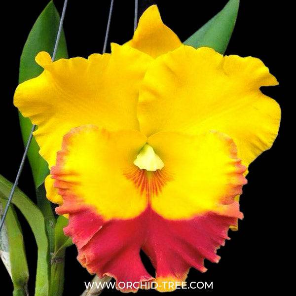 Cattleya (Rlc.) Chomthong Delight - Without Flowers | BS - Buy Orchids Plants Online by Orchid-Tree.com