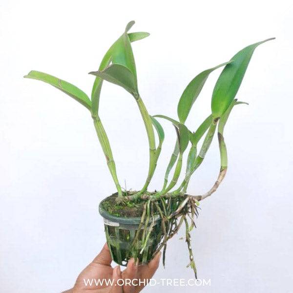 Cattleya Burana Pink - Without Flowers | BS - Buy Orchids Plants Online by Orchid-Tree.com