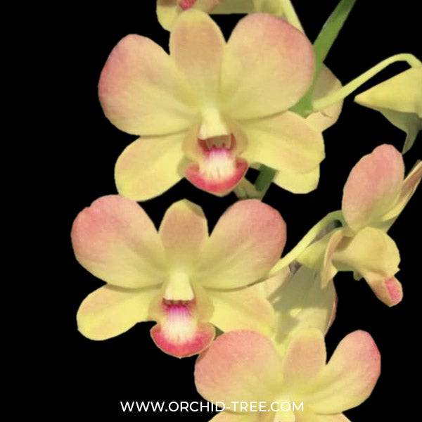 Dendrobium Rosey Yellow - Without Flowers | BS - Buy Orchids Plants Online by Orchid-Tree.com