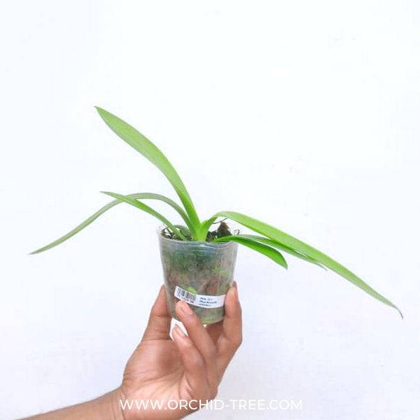 Phalaenopsis Kenneth Schubert - Without Flowers | BS - Buy Orchids Plants Online by Orchid-Tree.com