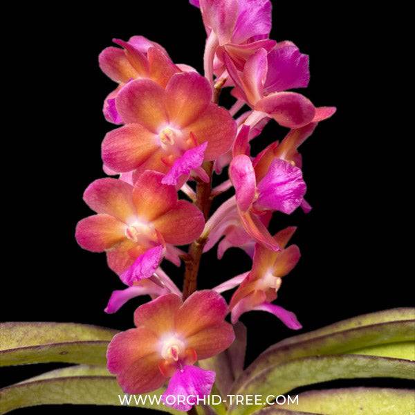 Vanda Rapeepath PINK - Without Flowers | BS - Buy Orchids Plants Online by Orchid-Tree.com