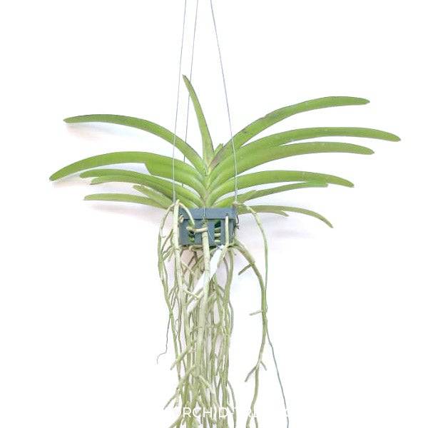 Vanda Rapeepath PINK - Without Flowers | BS - Buy Orchids Plants Online by Orchid-Tree.com