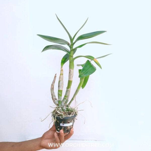 Dendrobium Creamy - Without Flowers | BS - Buy Orchids Plants Online by Orchid-Tree.com