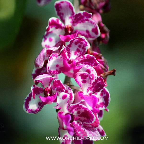 Rhynchostylis gigantea Plai sp. - Without Flowers | BS - Buy Orchids Plants Online by Orchid-Tree.com