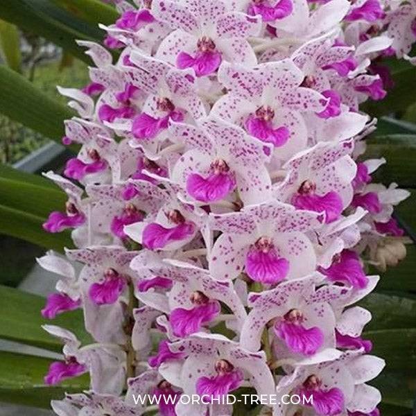 Rhynchostylis gigantea kra sp. - Without Flowers | BS - Buy Orchids Plants Online by Orchid-Tree.com