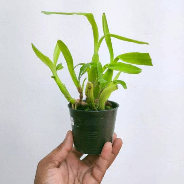 Miltonia spectabilis semi alba sp.- Without Flowers | BS - Buy Orchids Plants Online by Orchid-Tree.com