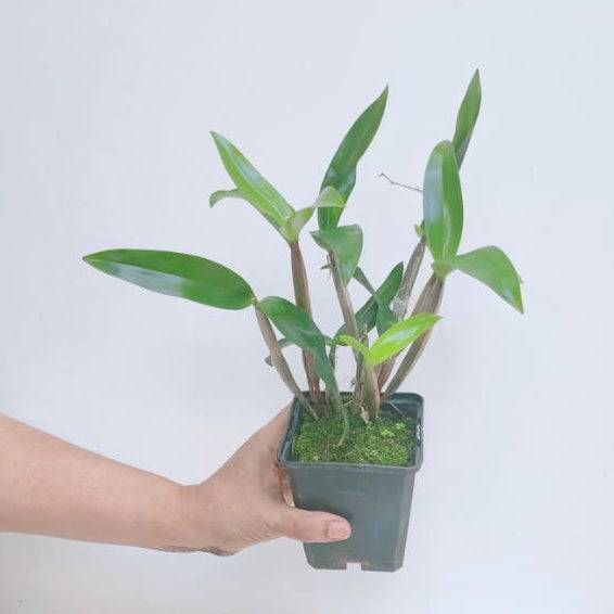 Dendrobium Hilda Poxon - Without Flowers | BS - Buy Orchids Plants Online by Orchid-Tree.com