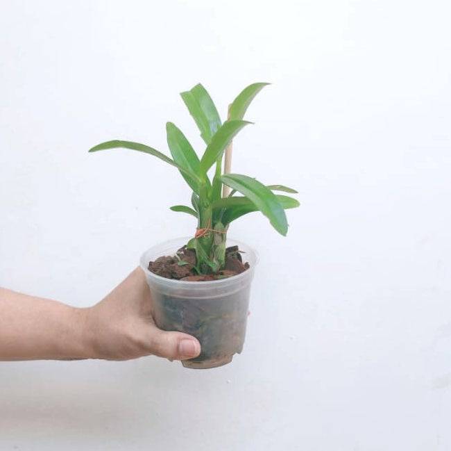 Dendrobium Nobile Assorted- Without Flower | MS - Buy Orchids Plants Online by Orchid-Tree.com
