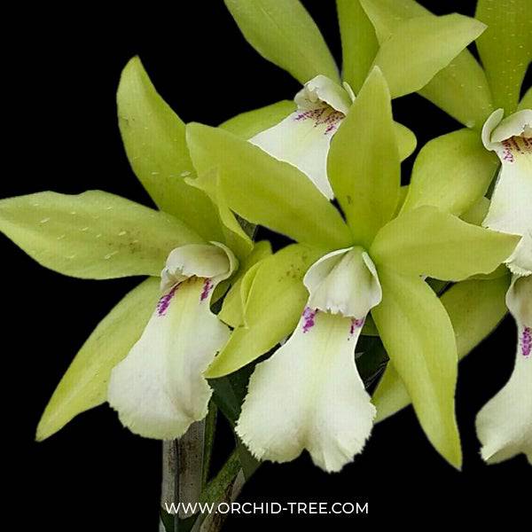 Cattleya Jimminey Cricket x Netrasiri Beauty - Without Flowers | BS - Buy Orchids Plants Online by Orchid-Tree.com