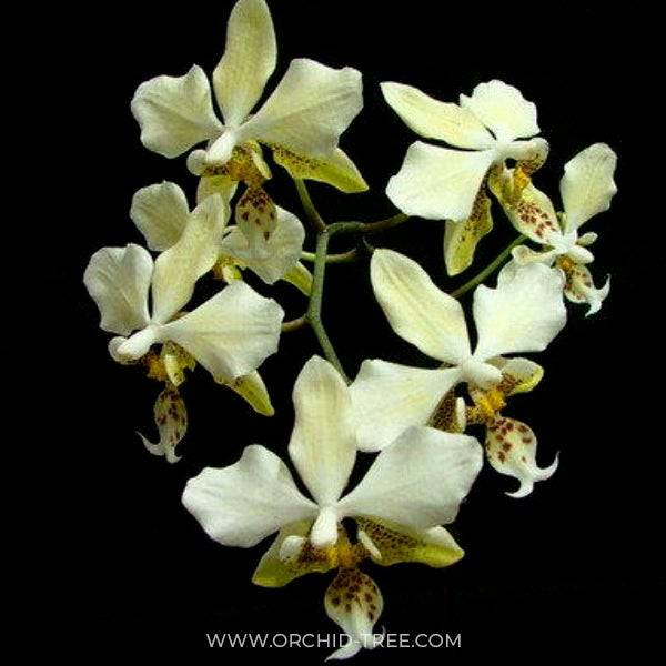 Phalaenopsis stuartiana var. nobilis sp. - Without Flowers | BS - Buy Orchids Plants Online by Orchid-Tree.com