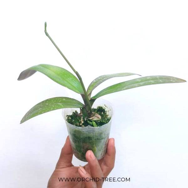 Phalaenopsis stuartiana var. nobilis sp. - Without Flowers | BS - Buy Orchids Plants Online by Orchid-Tree.com