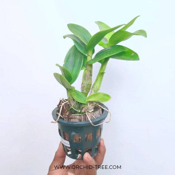 Dendrobium Pink Di Ice - Without flowers | BS - Buy Orchids Plants Online by Orchid-Tree.com