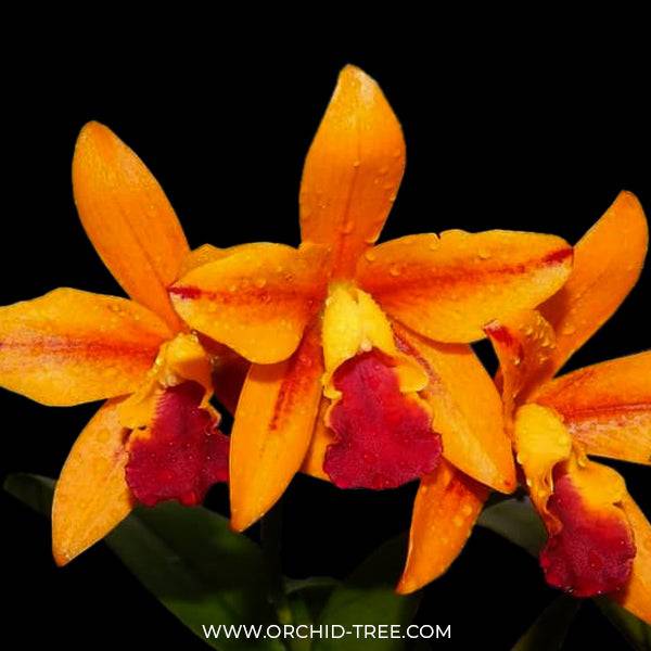 Cattleya Netrasiri Starbright Var. Spectacular - Without Flowers | BS - Buy Orchids Plants Online by Orchid-Tree.com