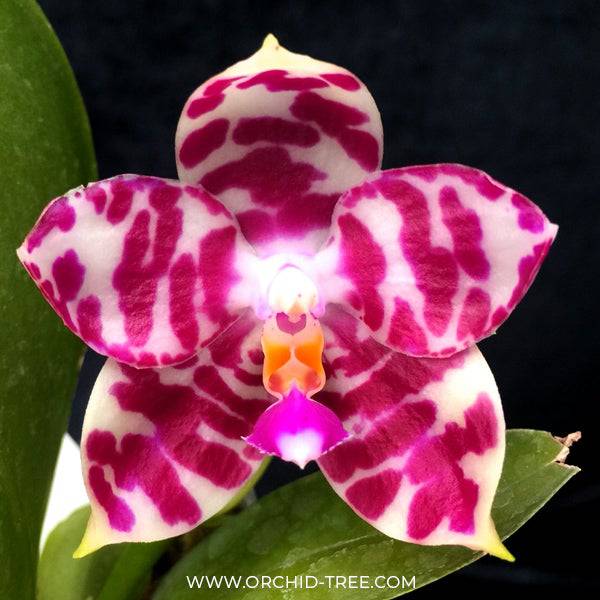 Phalaenopsis KS Super Zebra - With Flowers | FF - Buy Orchids Plants Online by Orchid-Tree.com