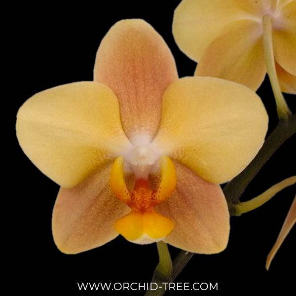 Phalaenopsis Little Emperor - With Spike | FF - Buy Orchids Plants Online by Orchid-Tree.com