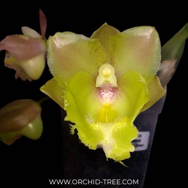 Clowesetum Emerald Prince Green - Without Flowers | BS - Buy Orchids Plants Online by Orchid-Tree.com