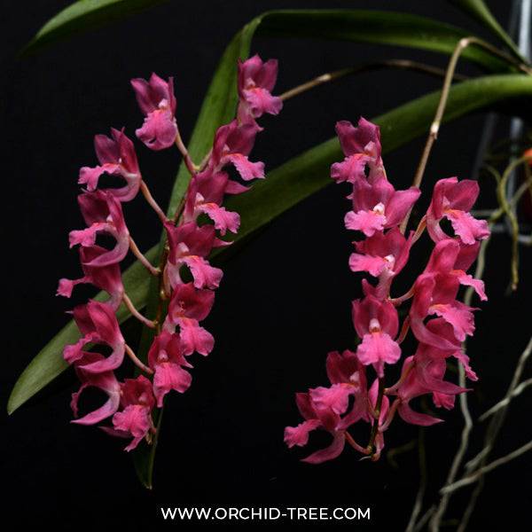 Oncidium (Rdza.) lanceolata sp. - Without Flowers | BS - Buy Orchids Plants Online by Orchid-Tree.com