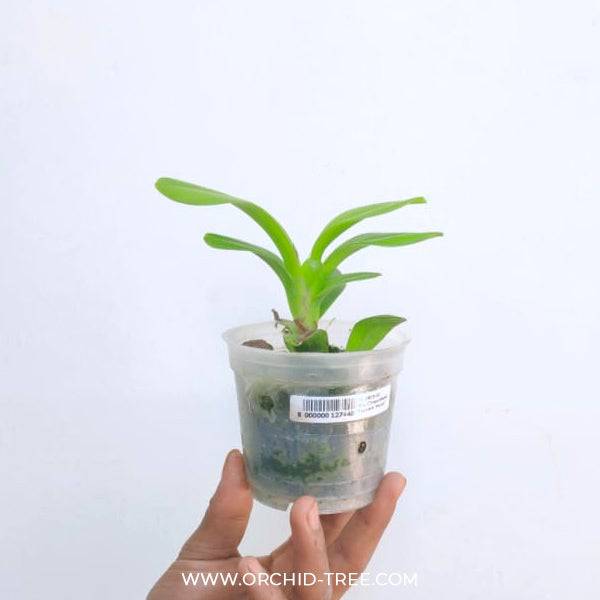 Oncidium (Ionocidium) Popcorn 'Haruri' - Without Flowers | BS - Buy Orchids Plants Online by Orchid-Tree.com