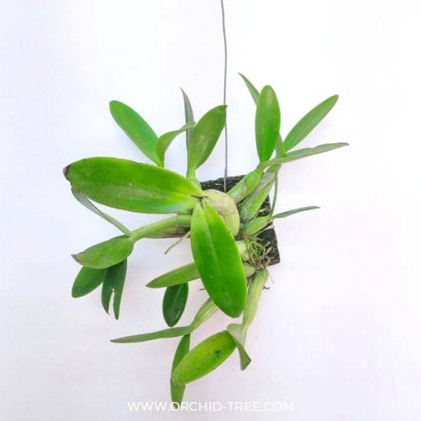 Cattleya (Myrmecophila) brysiana sp. - Without Flower | BS - Buy Orchids Plants Online by Orchid-Tree.com