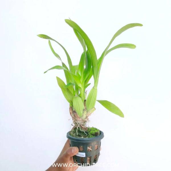 Oncidium Gold Star - Without Flowers | BS - Buy Orchids Plants Online by Orchid-Tree.com