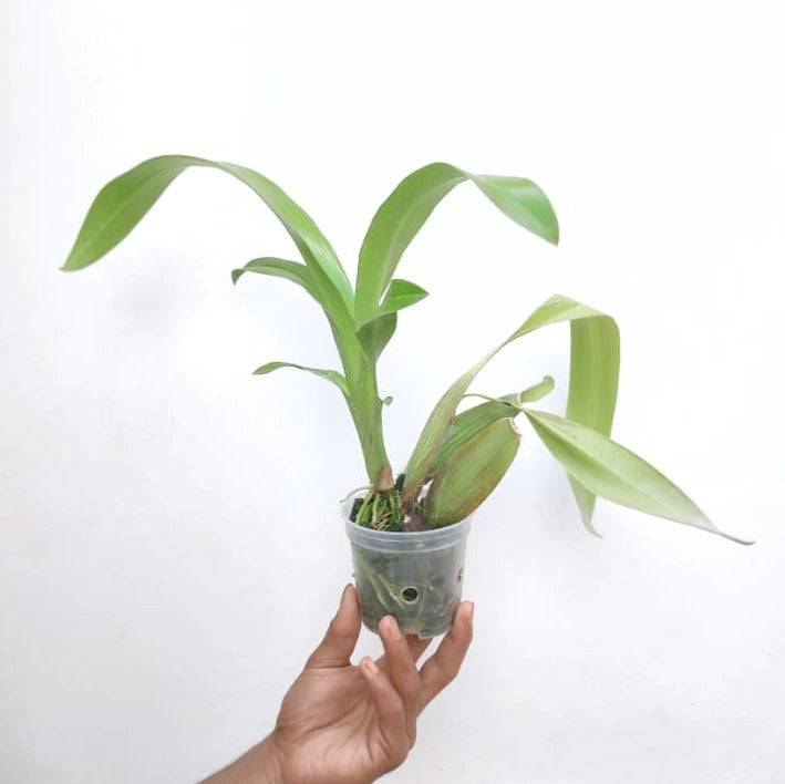 Odontobrassia Kenneth Bivin 'Santa Barbara' -Without flower | BS - Buy Orchids Plants Online by Orchid-Tree.com