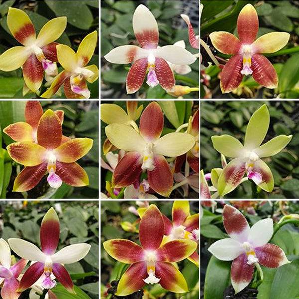 Phalaenopsis Tying Shin Fly Eagle x Tetraspis C1 - With Spike | FF - Buy Orchids Plants Online by Orchid-Tree.com