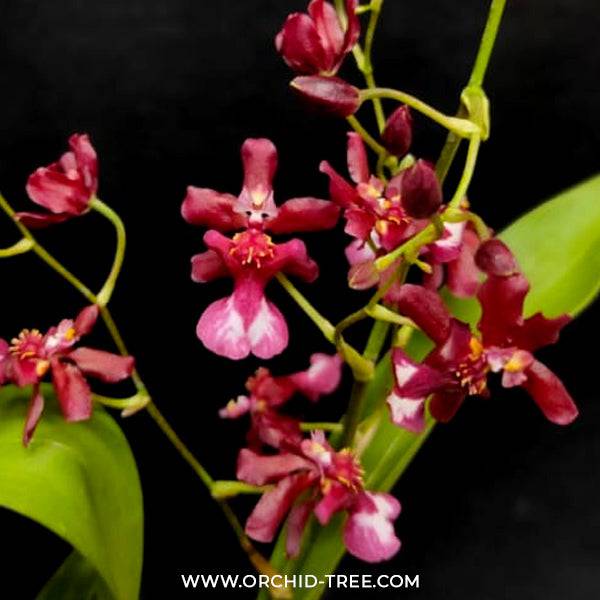 Oncidium Jairak Fragrance 'Ong Khot' - Without Flower | BS - Buy Orchids Plants Online by Orchid-Tree.com
