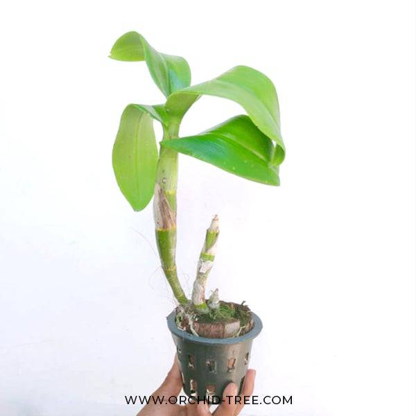 Dendrobium Big Red 67 - Without Flowers | BS - Buy Orchids Plants Online by Orchid-Tree.com
